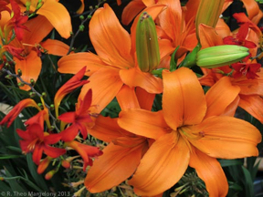 nybg-monetsgarden-29