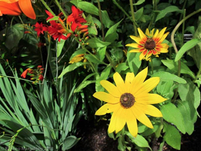 nybg-monetsgarden-35