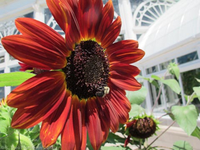 nybg-monetsgarden-5