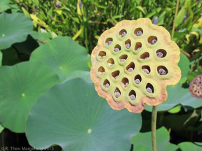 nybg-monetsgarden-8