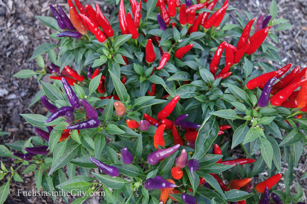 ornamental-peppers-1