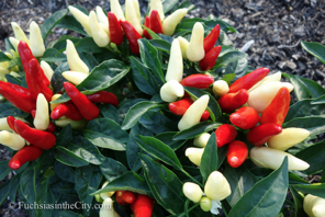 ornamental-peppers-14