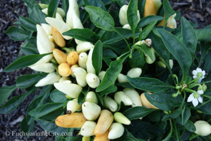 ornamental-peppers-18