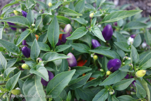 ornamental-peppers-22