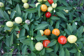 ornamental-peppers-24