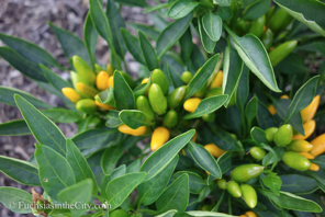 ornamental-peppers-28