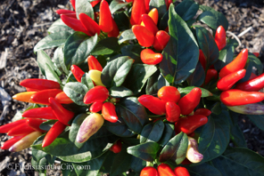 ornamental-peppers-31