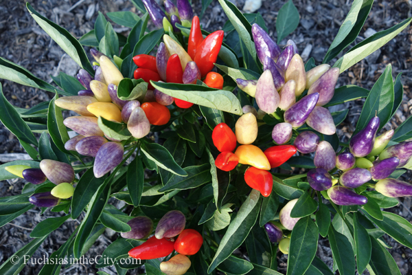 ornamental-peppers-33