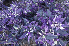 ornamental-peppers-35
