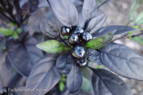 ornamental-peppers-39