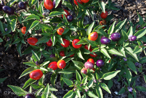ornamental-peppers-49