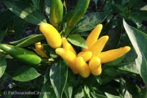 ornamental-peppers-52