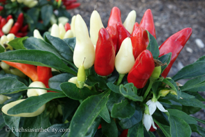 ornamental-peppers-58
