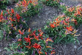 ornamental-peppers-61