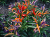 ornamental-peppers-62