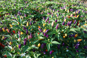 ornamental-peppers-64