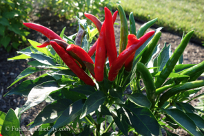 ornamental-peppers-72