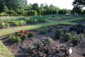 ornamental-peppers-74