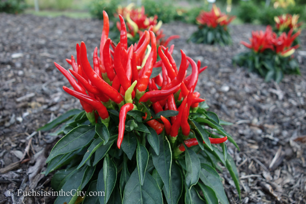 ornamental-peppers-78