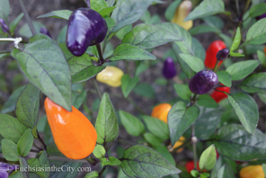 ornamental-peppers-9
