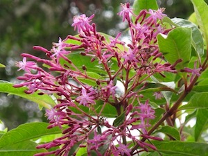 paniculata