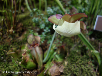 pfs-2014-articulture-371