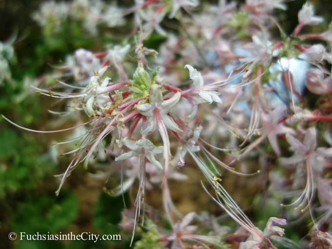 pfs-2014-articulture-382