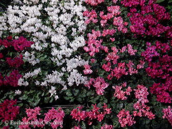 pfs-2014-articulture-46