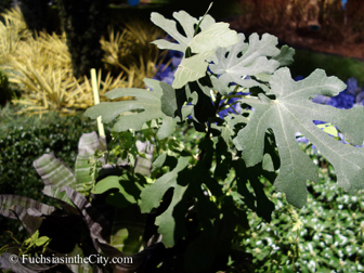 pfs-2014-articulture-461