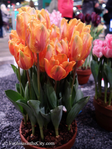 pfs-2014-articulture-504