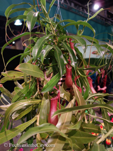 pfs-2014-articulture-510
