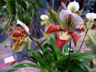 pfs-2014-articulture-516