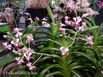 pfs-2014-articulture-520
