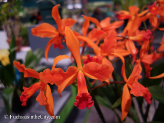 pfs-2014-articulture-524