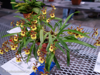 pfs-2014-articulture-541