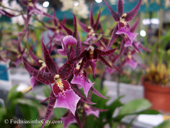 pfs-2014-articulture-543