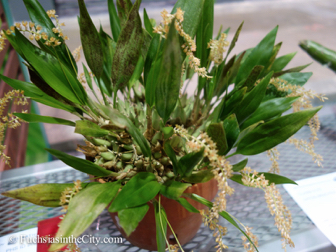 pfs-2014-articulture-546