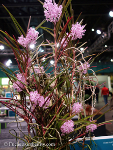 pfs-2014-articulture-548