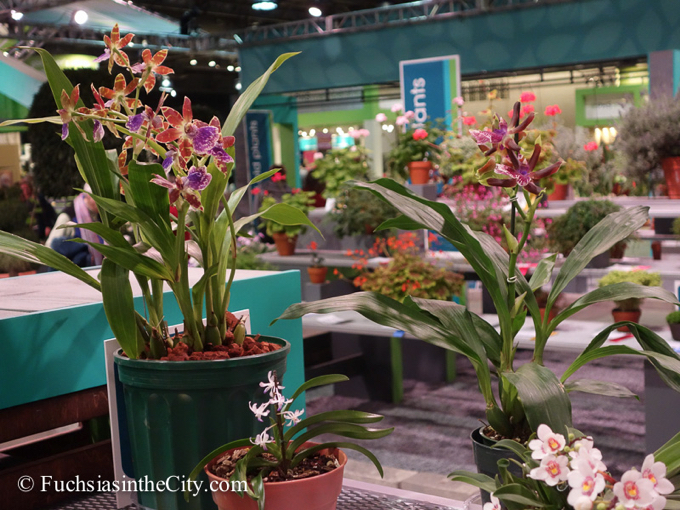 pfs-2014-articulture-557