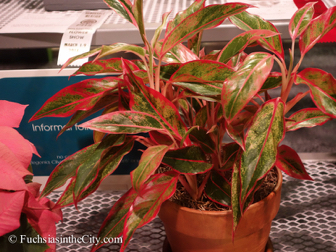 pfs-2014-articulture-568