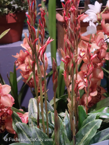 pfs-2014-articulture-576