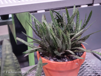 pfs-2014-articulture-585