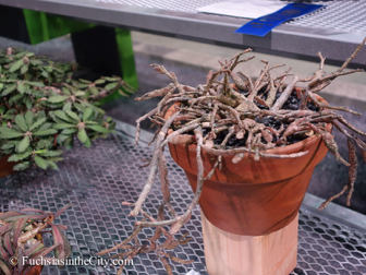 pfs-2014-articulture-605