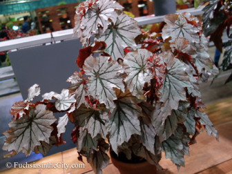 pfs-2014-articulture-612