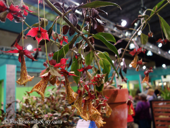 pfs-2014-articulture-814