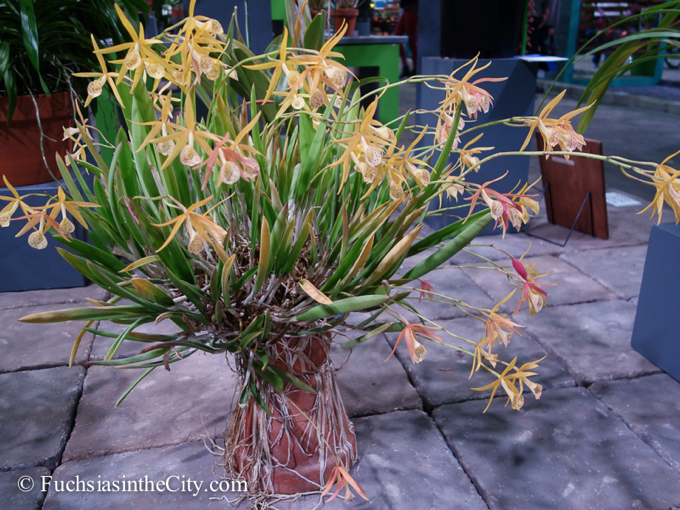 pfs-2014-articulture-911