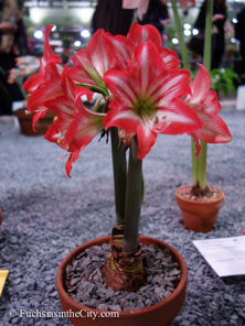pfs-2014-articulture-914