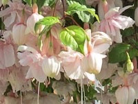 pink-marshmallow-01
