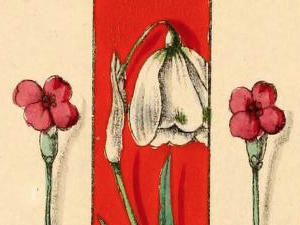 snowdrop