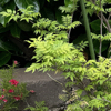 The Blind Wisteria Thumbmail